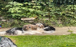 Biewer Terrier dogs for sale: Biewer Terrier Puppies - Advert 5