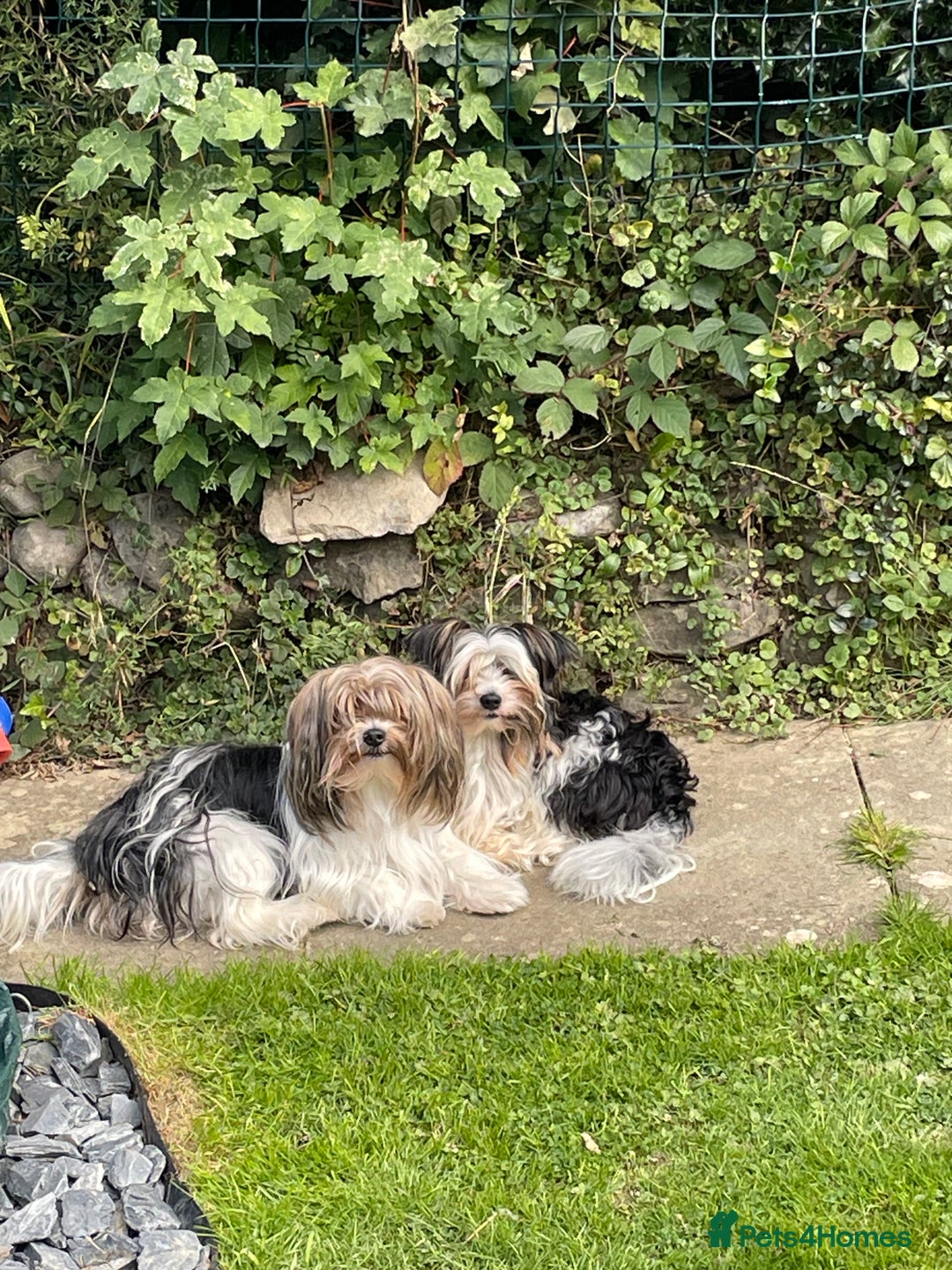 Biewer Terrier dogs for sale: Biewer Terrier Puppies - Advert 5