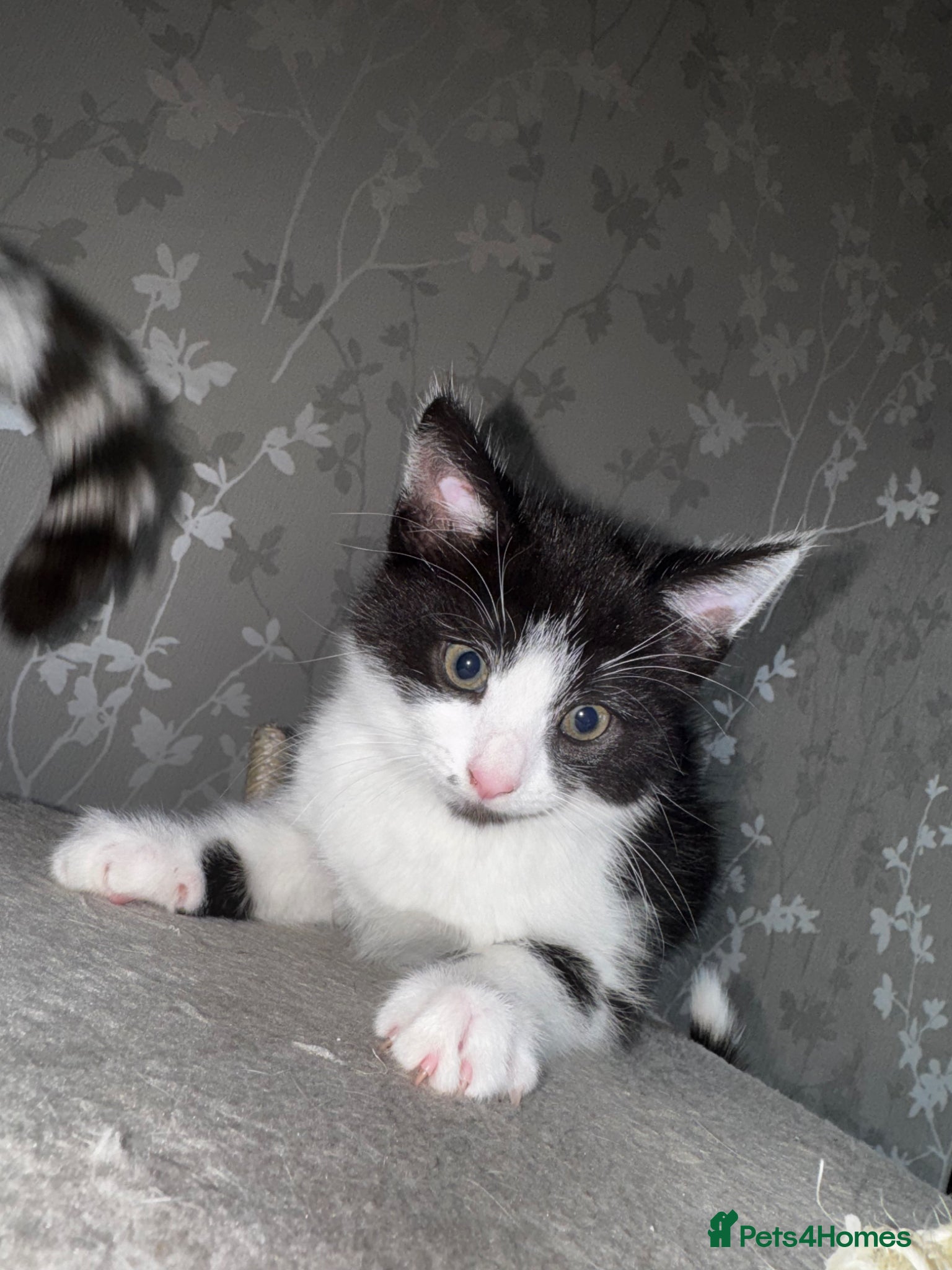 Mixed Breed cats Last kitten available - Advert 17