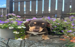 Miniature Dachshund dogs for sale: Stunning Miniature Dachshund Puppies  - Image 9