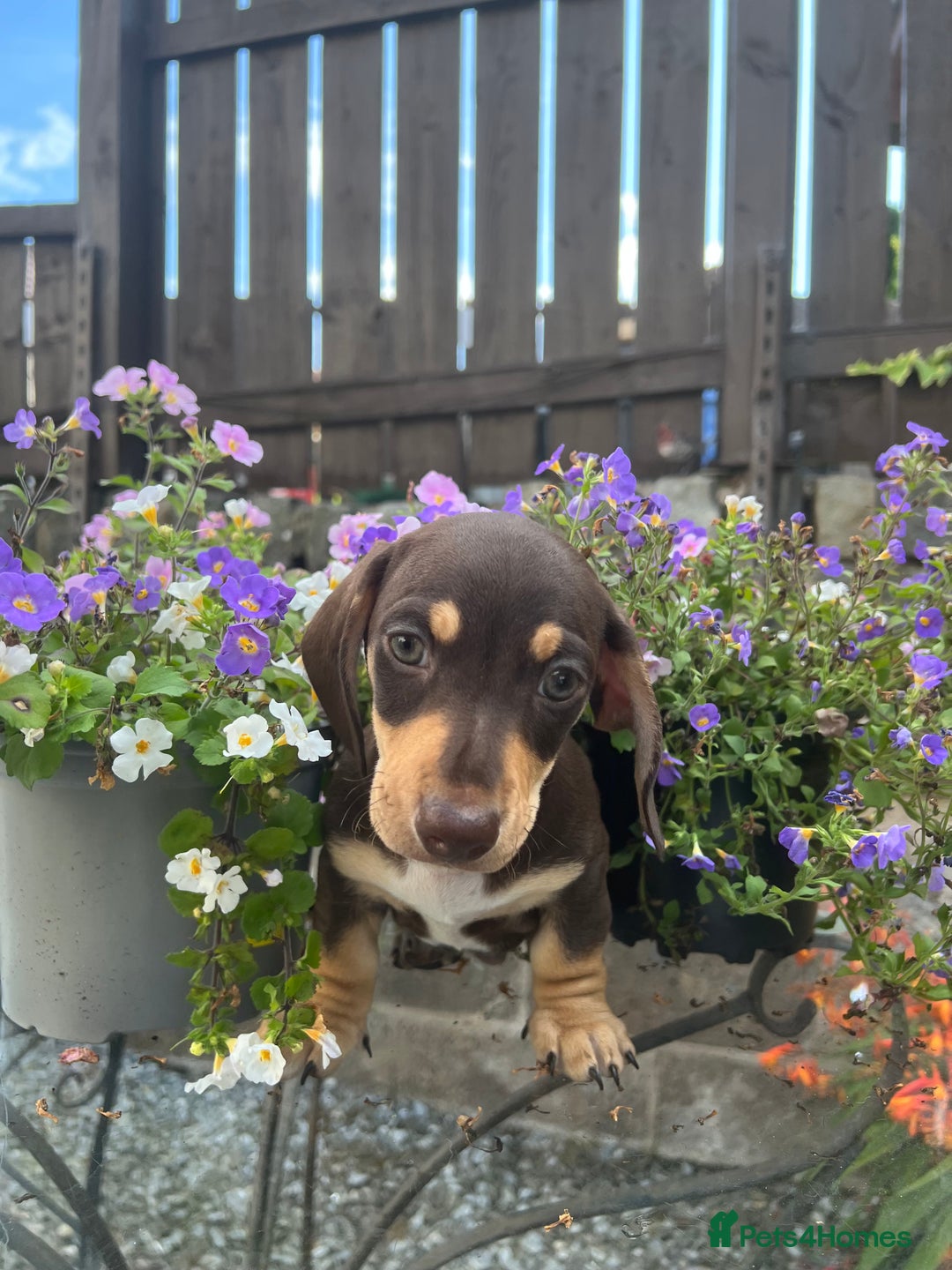 Miniature Dachshund dogs for sale: Stunning Miniature Dachshund Puppies  - Image 9