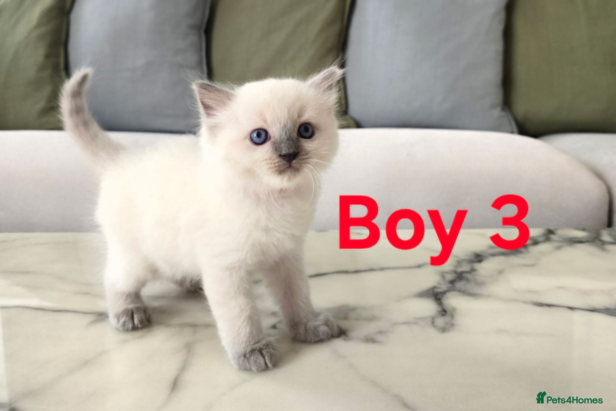 Ragdoll cats 🤍 Pure Ragdoll Kittens Ready Now - Advert 2