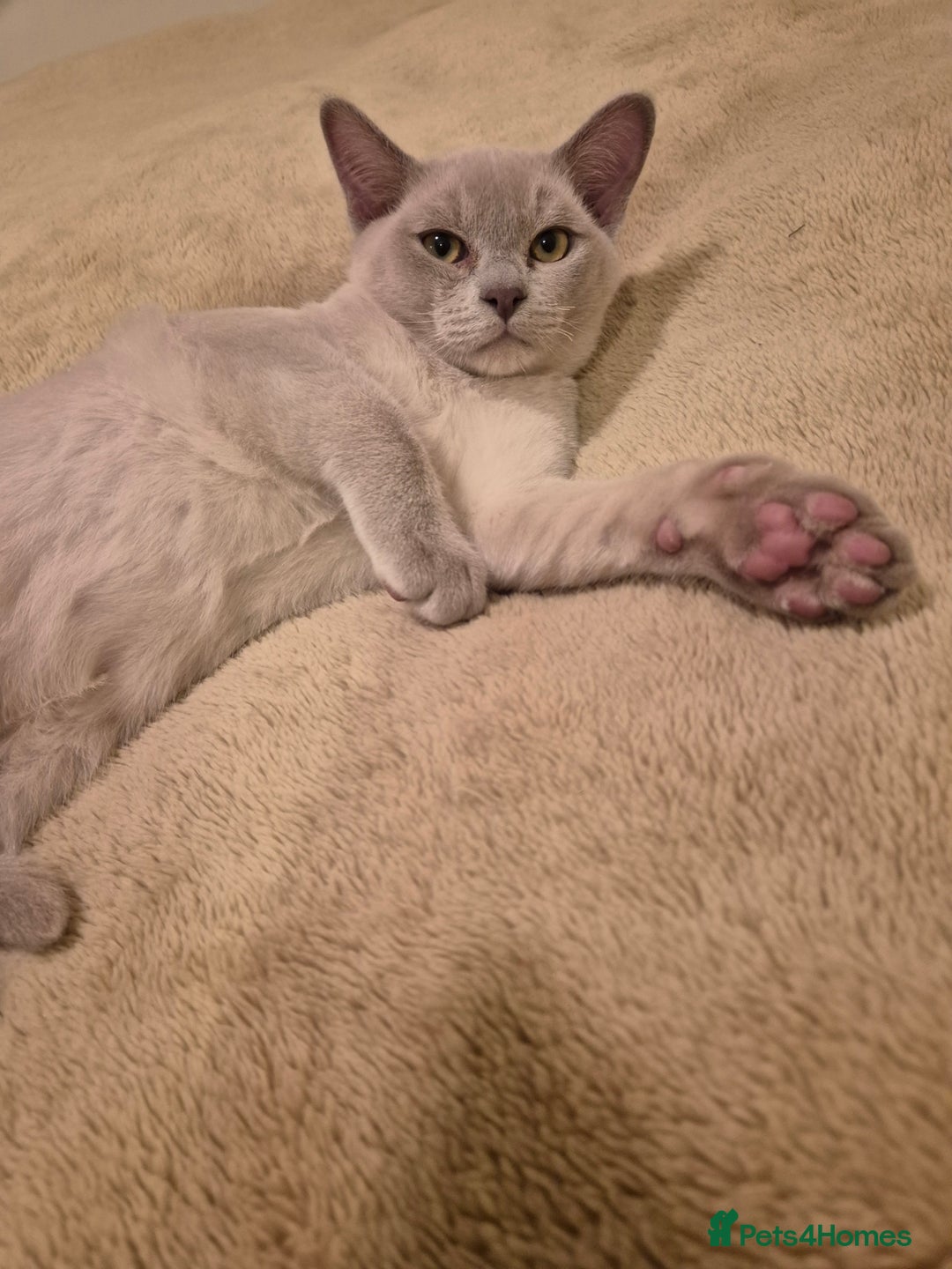 Burmese cats for sale: Pedigree Lilac Male Burmese Kitten - Advert 3