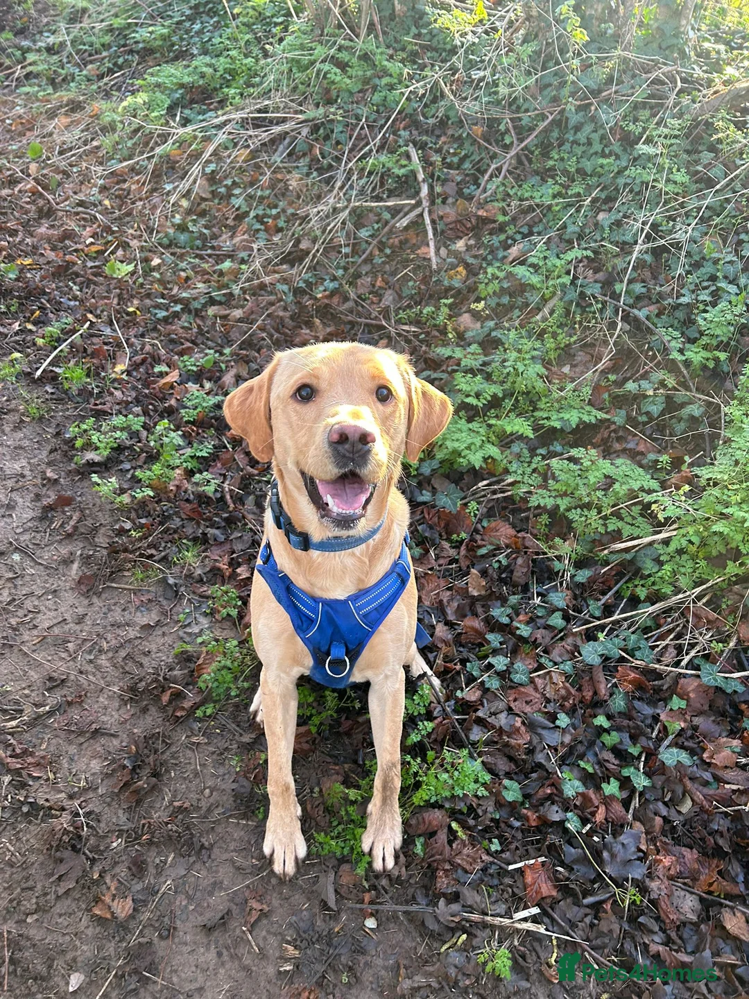 Labrador Retriever dogs for stud: Gorgeous KC Purebred Yellow Labrador For Stud - Advert 32