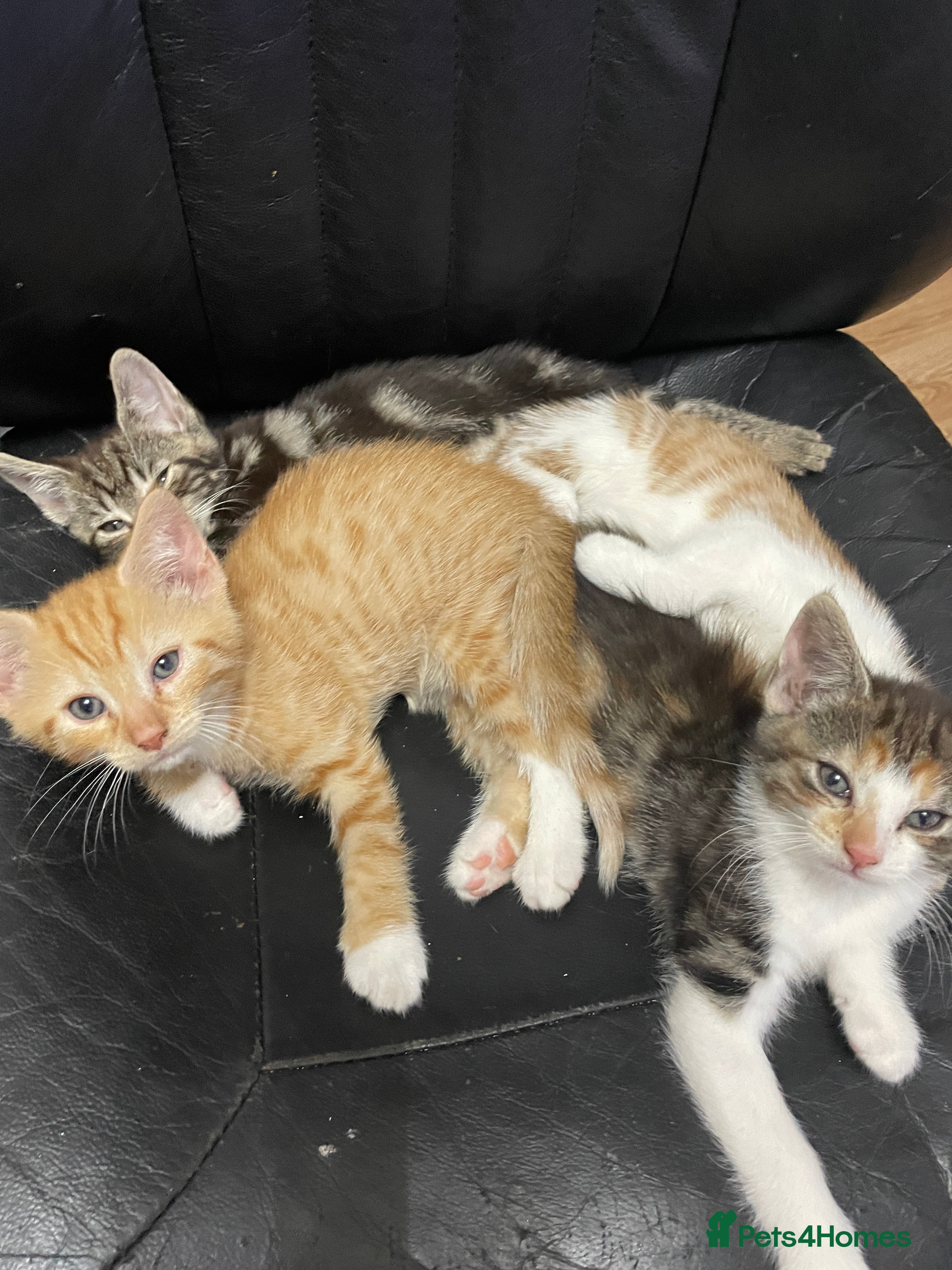 Mixed Breed cats Kittens looking for a forever family  - Advert 1