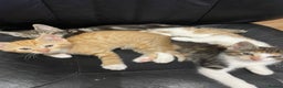 Mixed Breed cats for sale: Kittens looking for a forever family  - Advert 1