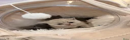 British Shorthair cats for sale: GORGEOUS GCCF REGISTERED KITTENS in Huddersfield - Advert 7