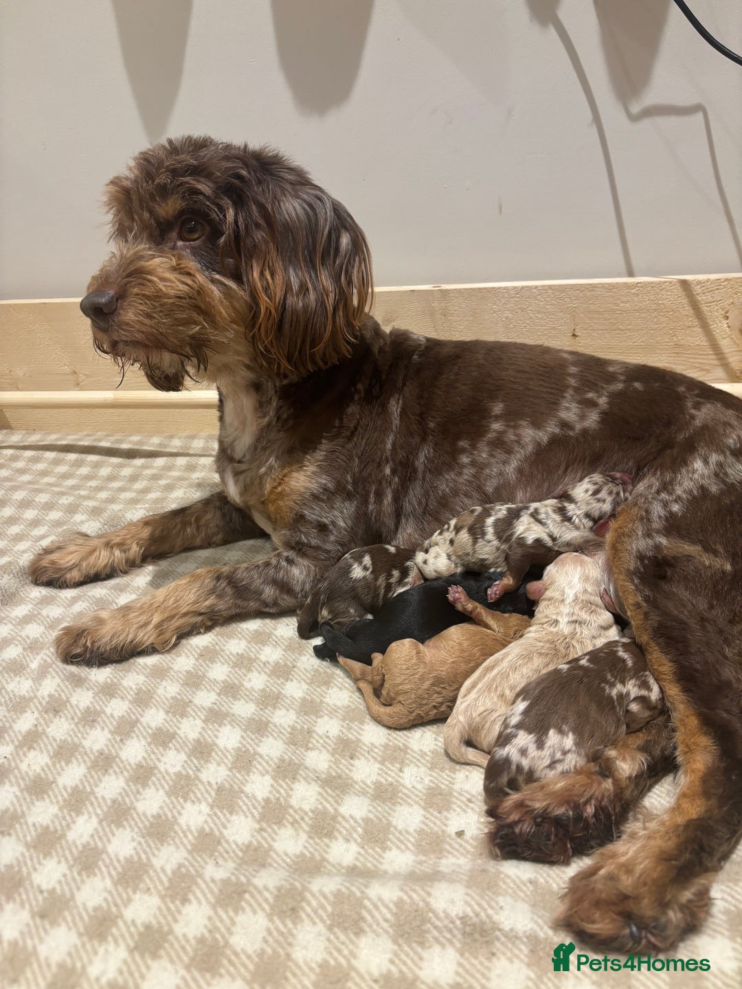 Cockapoo dogs for sale: F1b Toy Cockapoo Merle, Apricot, cream and Black  - Advert 1