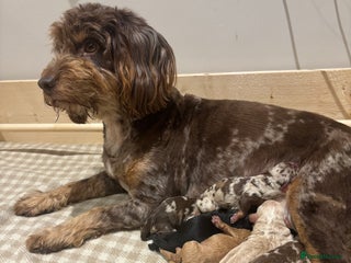 Cockapoo dogs F1b Toy Cockapoo Merle, Apricot, cream and Black - Advert 1