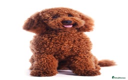 Labradoodle dogs for sale: Beautiful F3b Labradoodle Puppies - Image 20