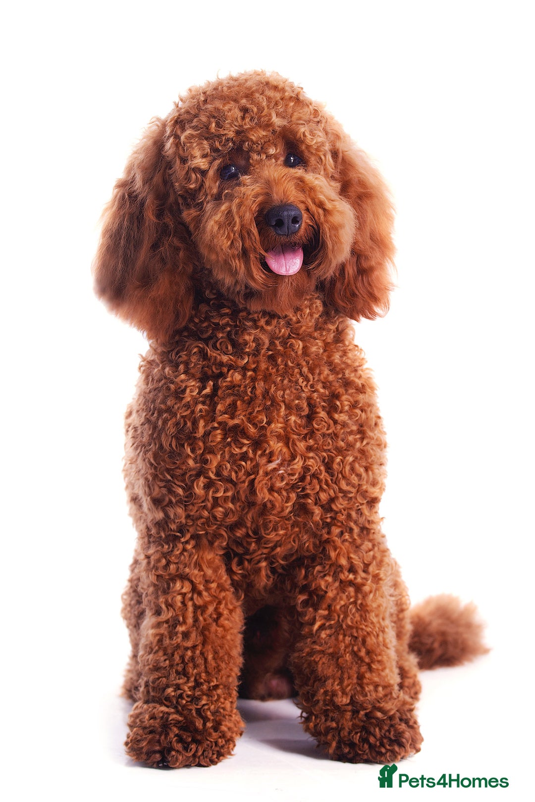 Labradoodle dogs for sale: Beautiful F3b Labradoodle Puppies - Image 20