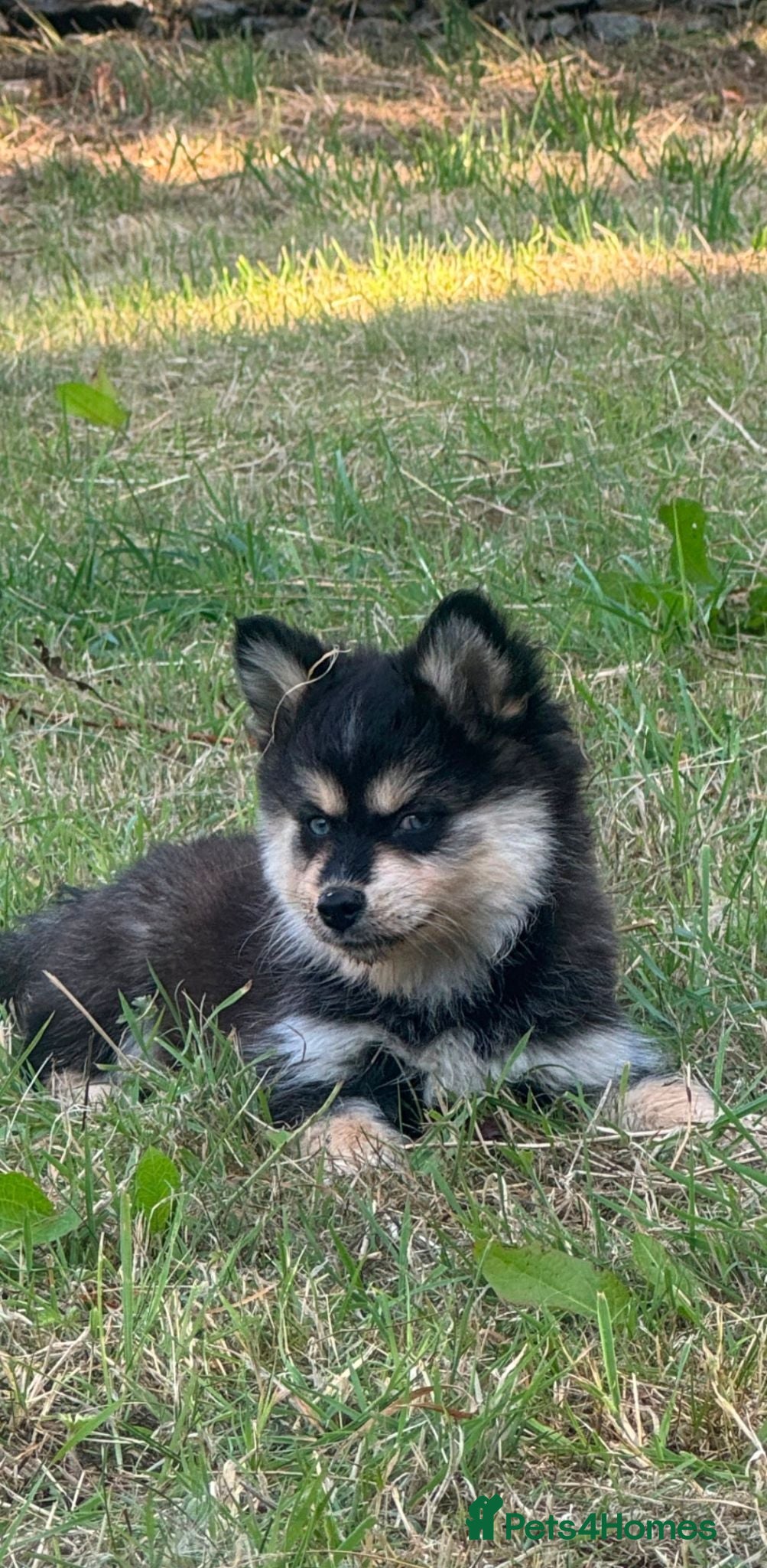 Pomsky dogs Just 3 pups left- 2 girls and 1 boy, F4 Pomskys - Advert 5