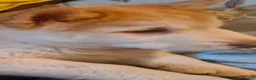 Mixed Breed dogs for sale: 2x 6Month old Chowskis  in Spalding - Advert 9