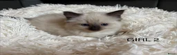Ragdoll cats for sale: Beautiful Ragdoll Kittens for sale (REDUCED) - Advert 26