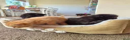 Mixed Breed cats for sale: VERY FRIENDLY FLUFFY KITTENS - Advert 22