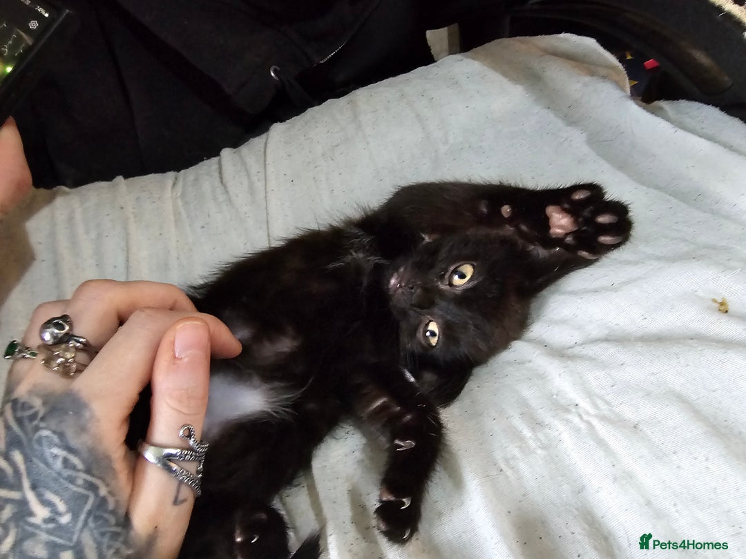 Mixed Breed cats for sale: Adorable black kittens for sale  - Image 35