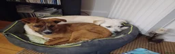 Mixed Breed dogs for adoption: Tim 💙 in Bournemouth - Advert 3