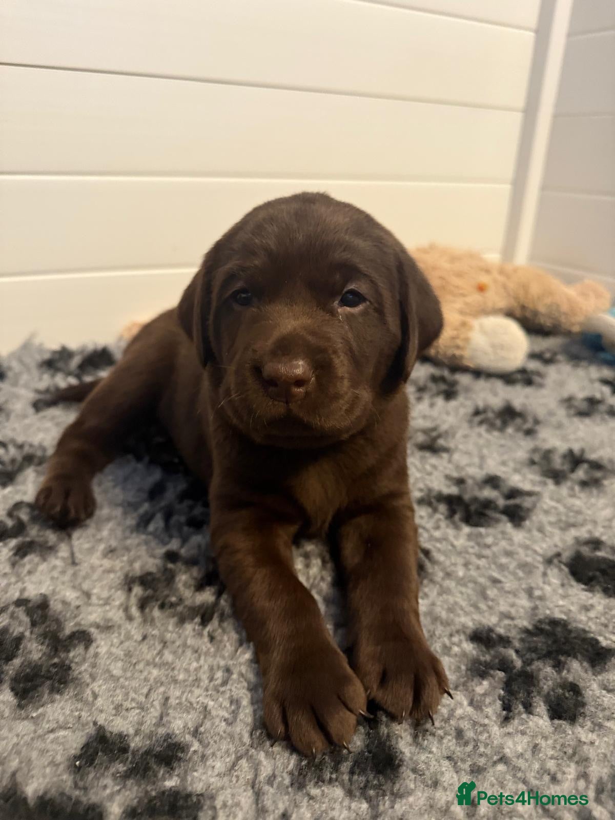 Labrador Retriever dogs Beautiful chocolate Kc Reg Labrador Puppies - Advert 1