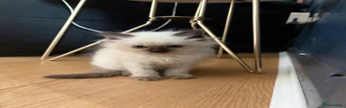Ragdoll 2