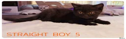 Scottish Fold cats for sale: Beautiful Scottish Fold,British & Munchkin Kittens - Advert 31