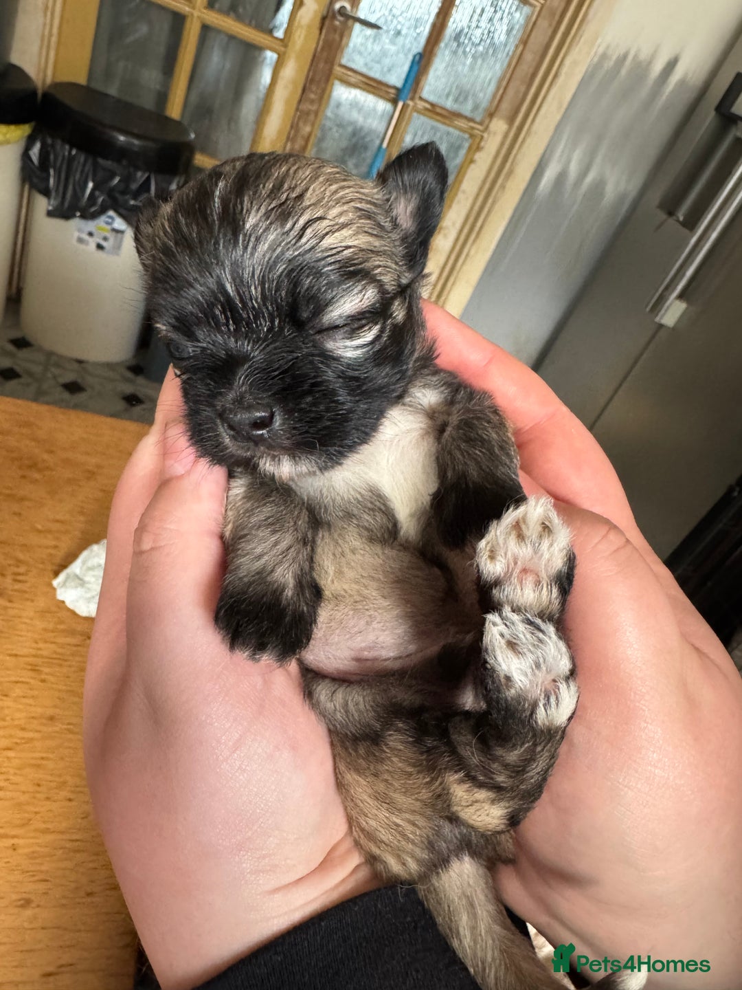 Mixed Breed dogs for sale: Schi-Chi babies in Wadebridge - Image 1