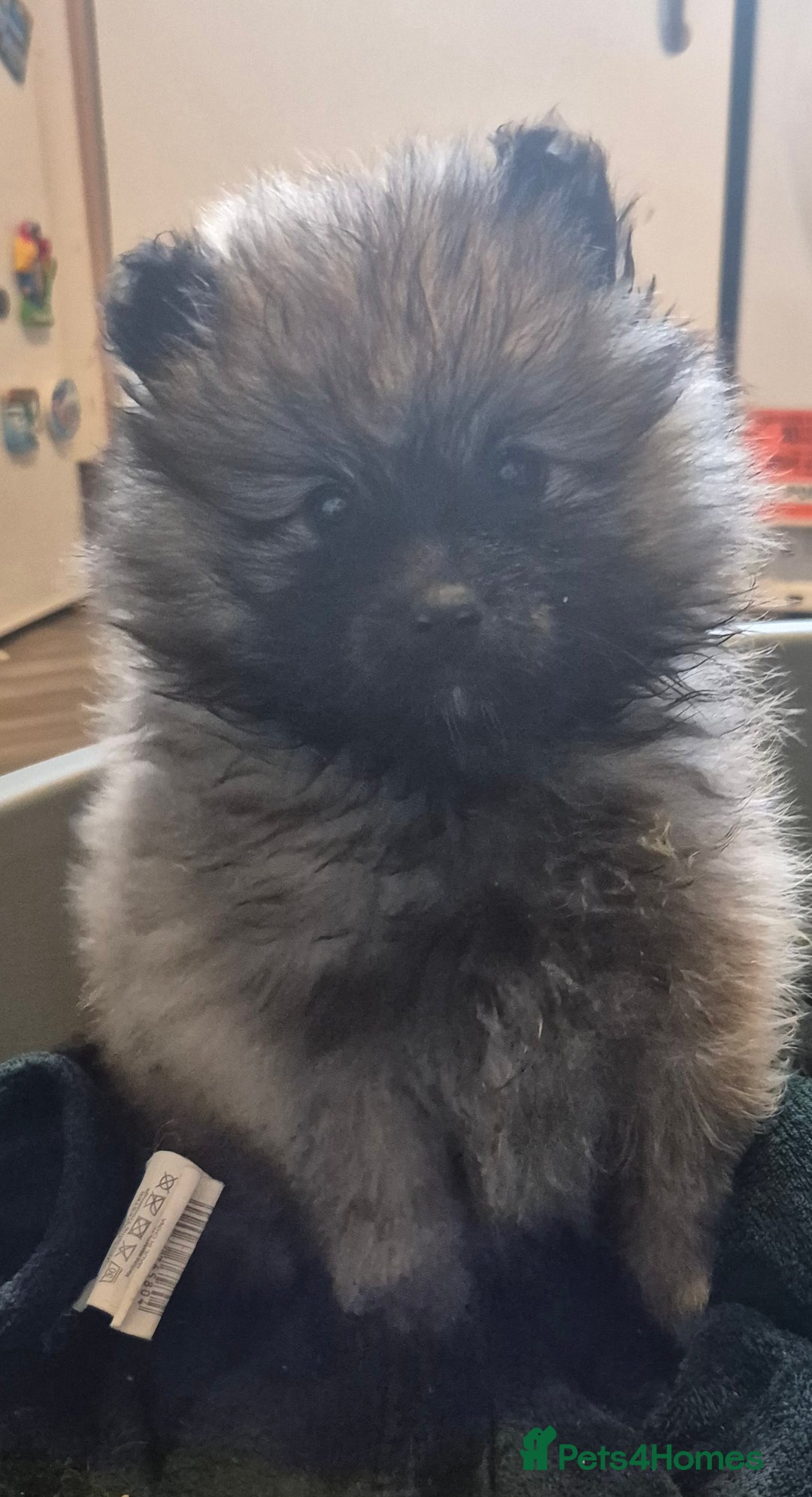 Pomeranian dogs for sale: Beautiful little pomeranians - Advert 24