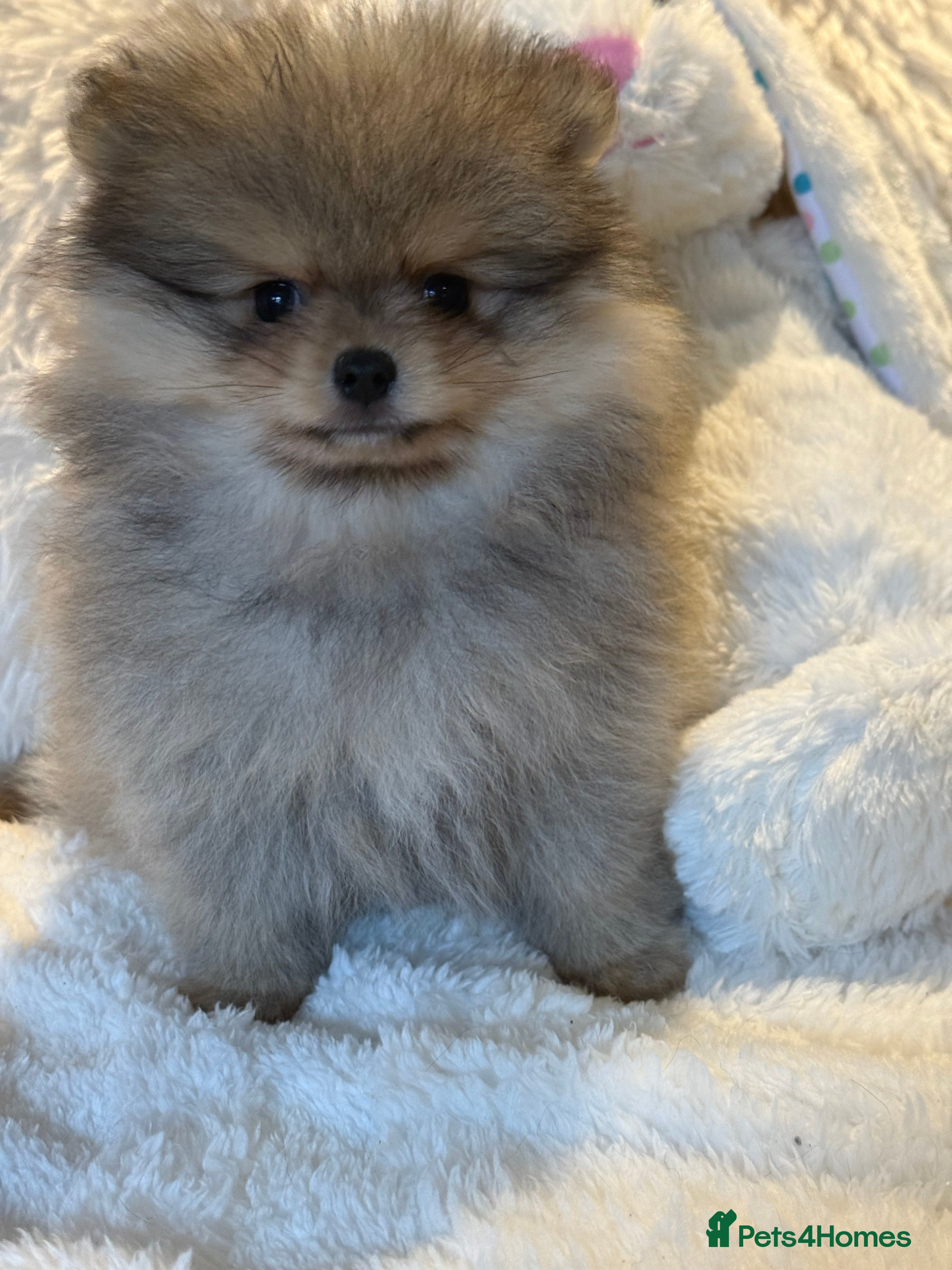 Pomeranian dogs KC Pomeranian Boy - Advert 1