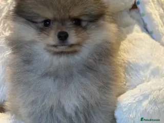 Pomeranian dogs KC Pomeranian Boy - Advert 1
