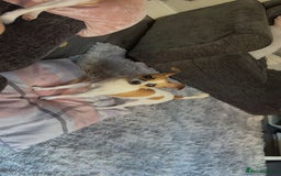 Chihuahua dogs for sale: Baby the chihuahua please read!!!!! - Image 1