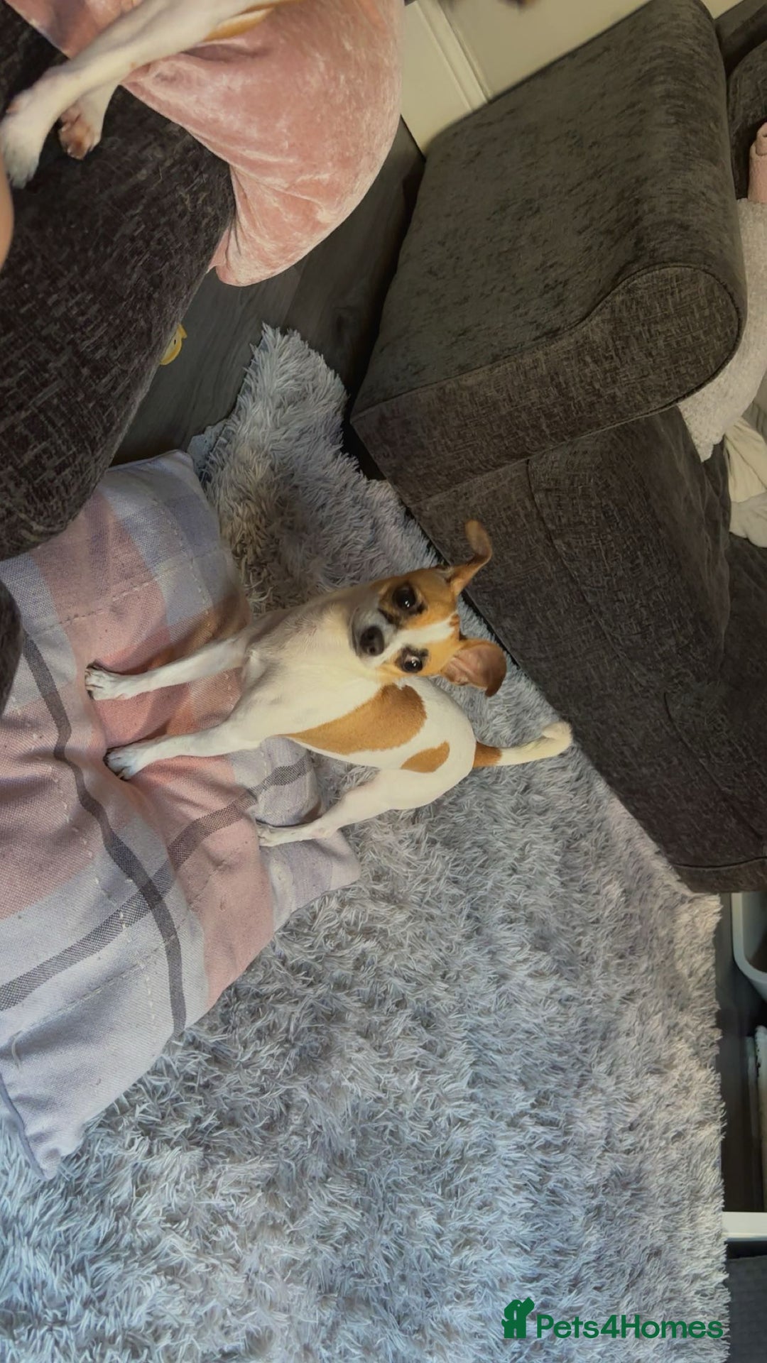 Chihuahua dogs for sale: Baby the chihuahua please read!!!!! - Image 1