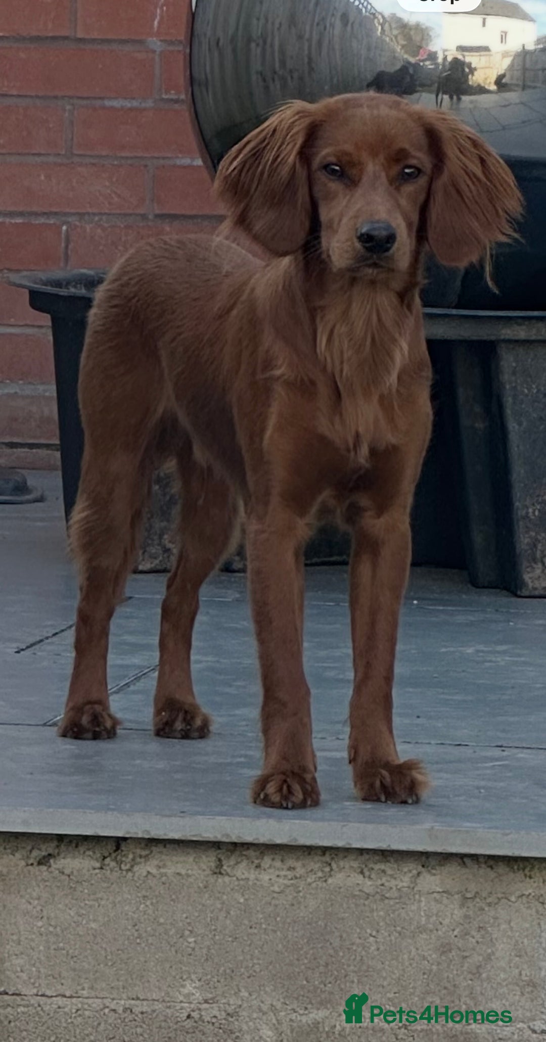 Mixed Breed dogs for stud: Red cocker spaniel cross available for stud ! - Advert 2