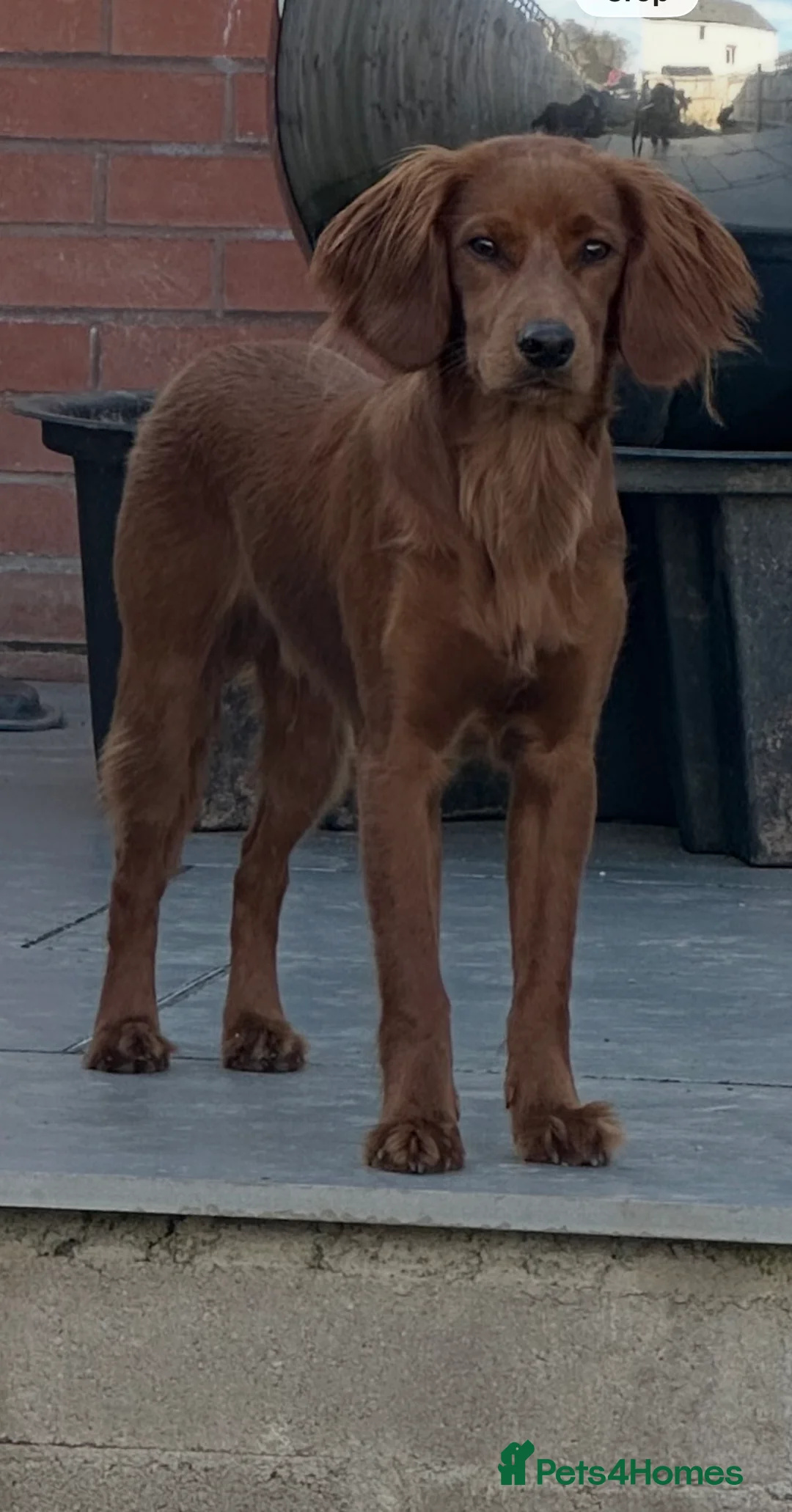 Mixed Breed dogs for stud: Red cocker spaniel cross available for stud ! - Advert 2