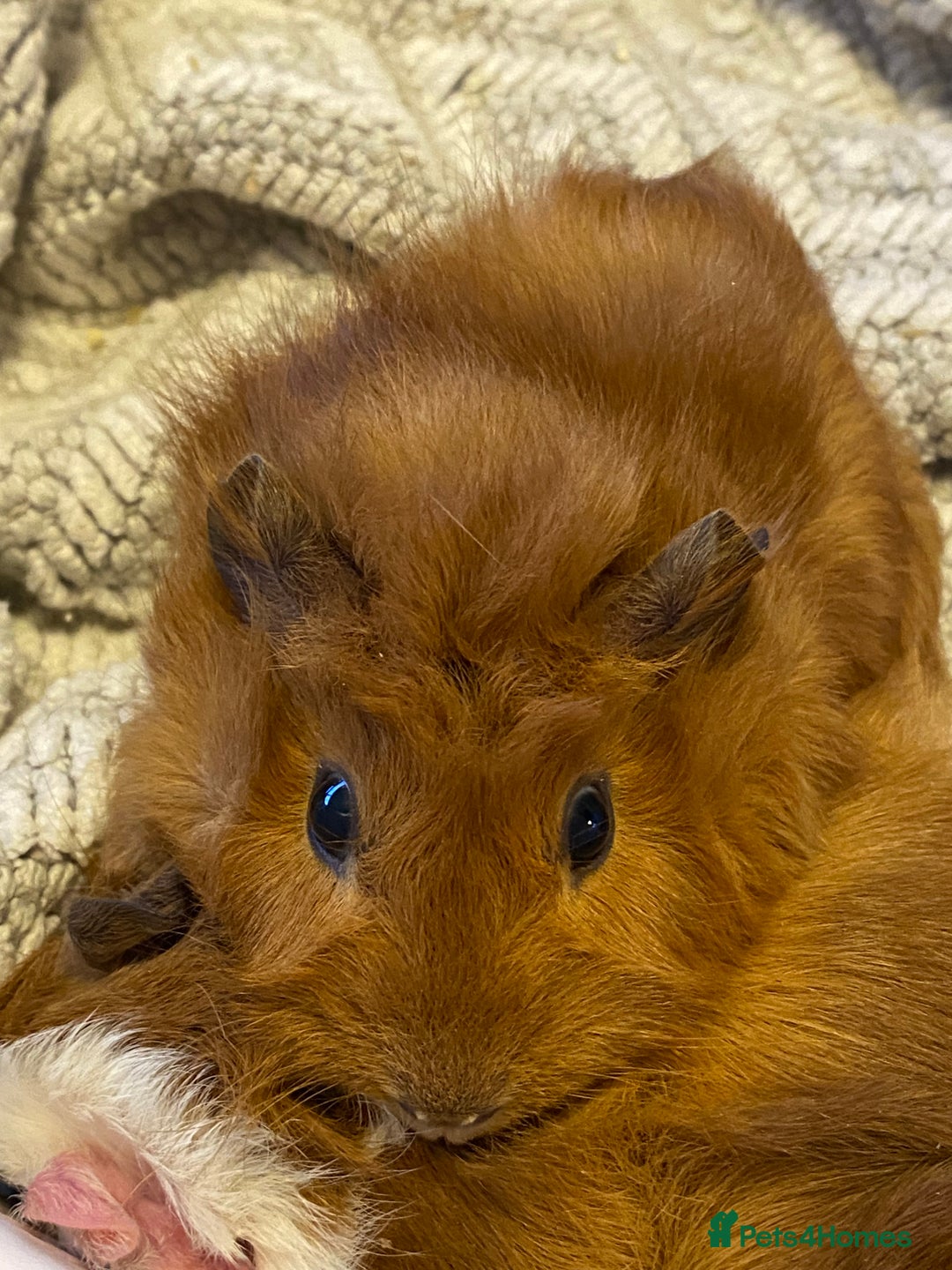 Guinea Pig rodents for sale: Female baby guinea pigs - Advert 2