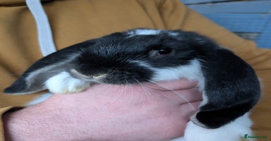 French Lop rabbits Beautiful French lops  - Advert 4