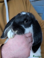 French Lop rabbits Beautiful French lops - Advert 1