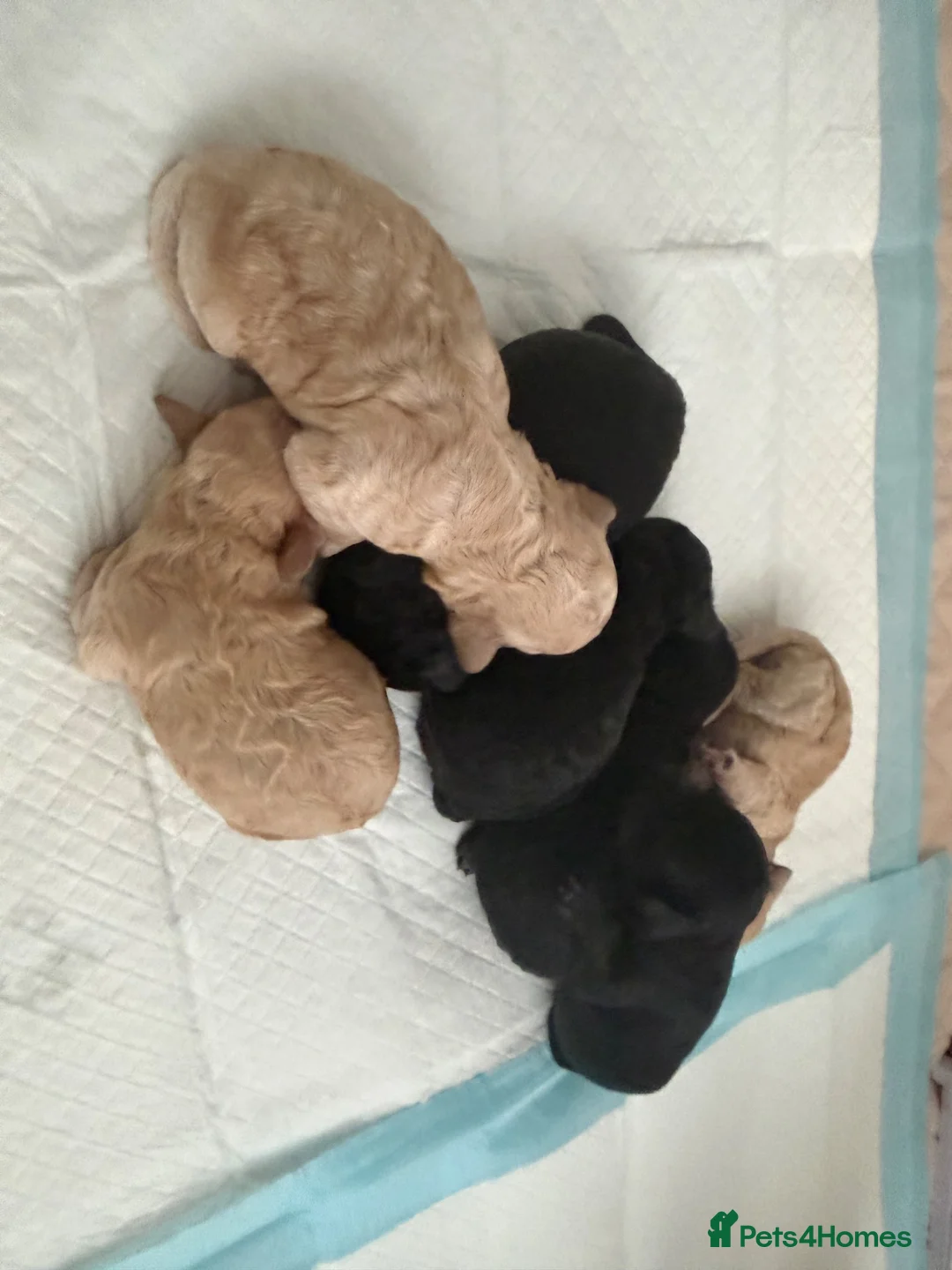 Cavapoo dogs for sale: Gorgeous Tiny Toy F1b Cavapoo puppies for sale - Advert 2