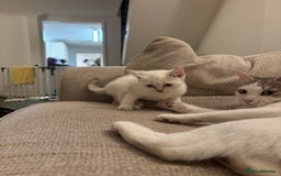 British Shorthair cats for sale: Two beautiful girls waiting for forever home  - Image 10