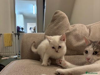 British Shorthair cats Two beautiful girls waiting for forever home - Advert 13