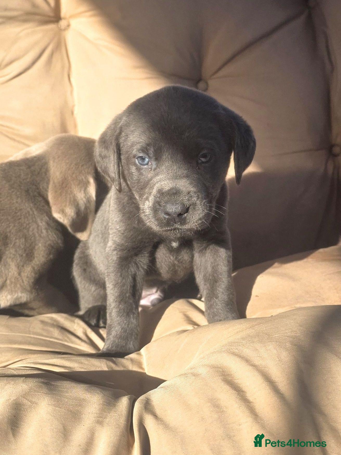 Labrador Retriever dogs Beautiful Lab Puppies Charcoal & Silver  - Advert 2