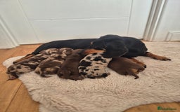 Dachshund dogs for sale: Miniature dachshund puppies PRA CLR - Image 16