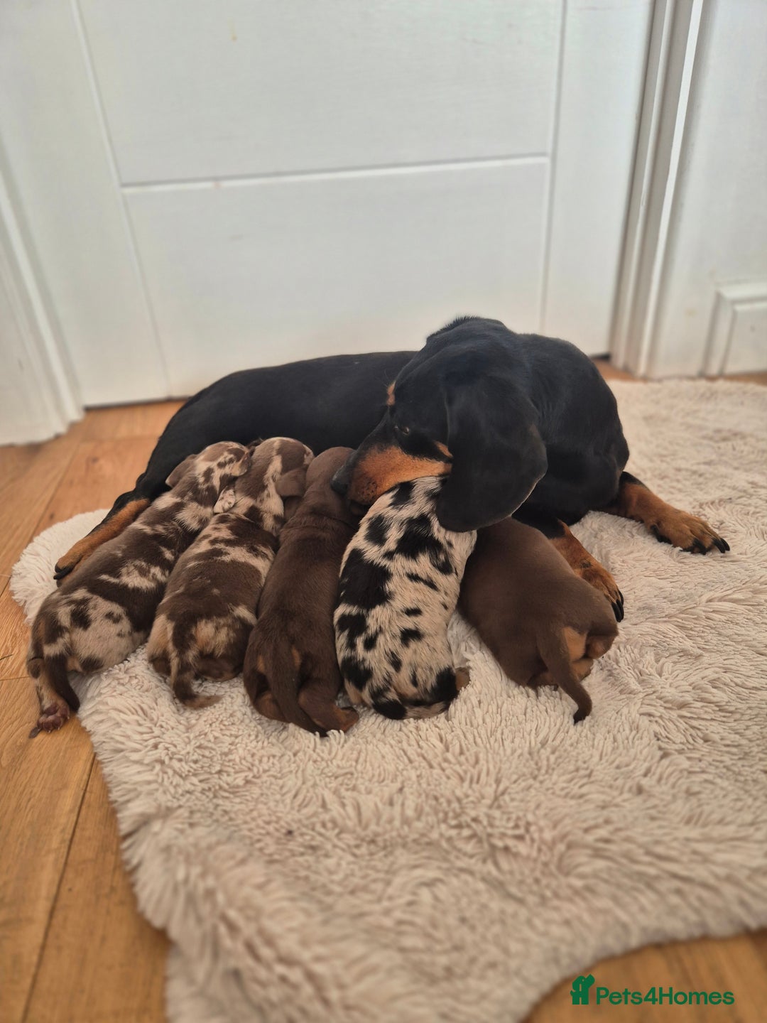 Dachshund dogs for sale: Miniature dachshund puppies PRA CLR - Image 16