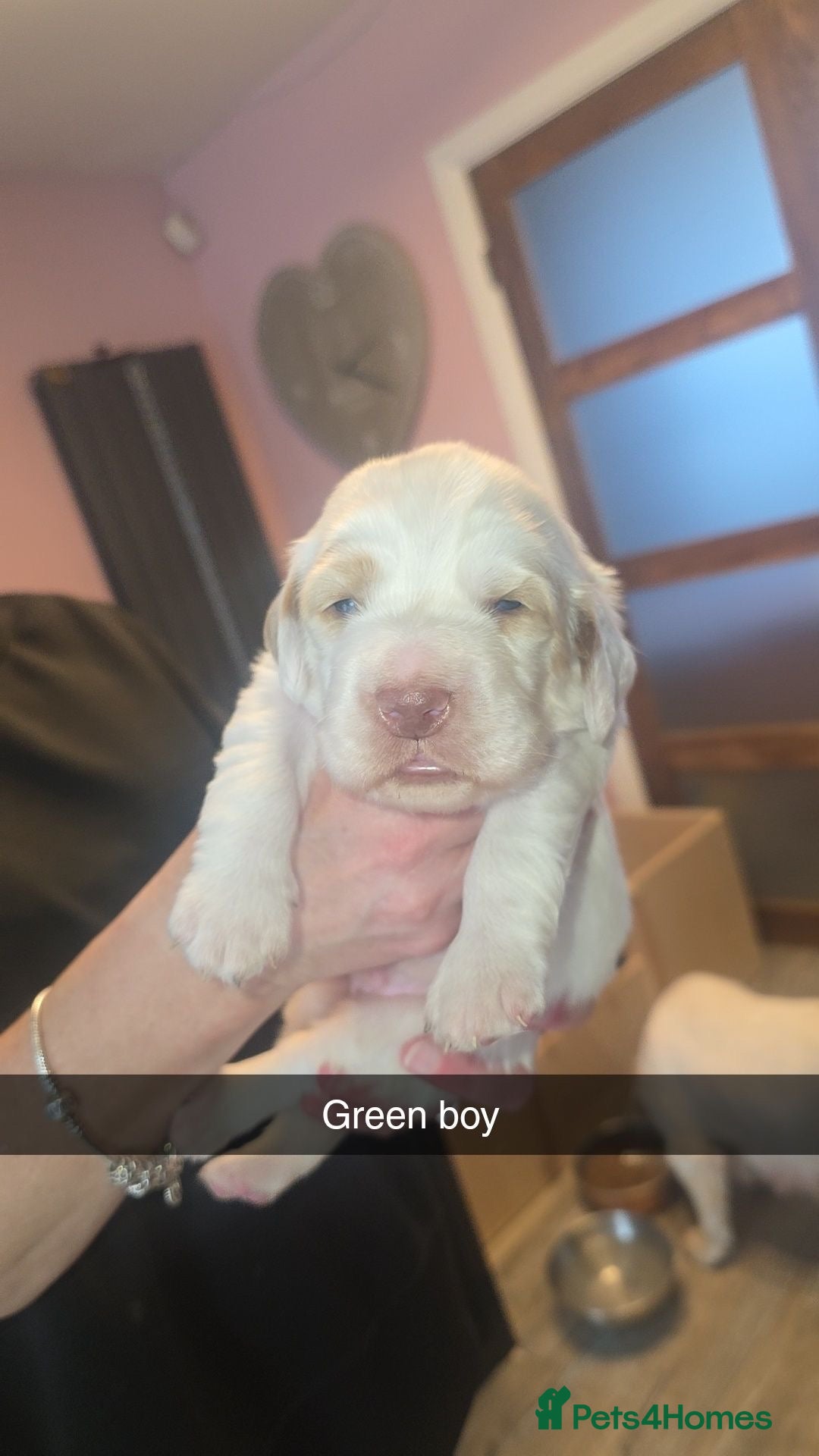 Clumber Spaniel dogs Kc registered Clumber spaniel pups - Advert 1