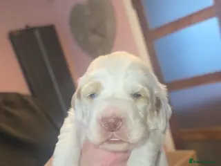 Clumber Spaniel dogs Kc registered Clumber spaniel pups - Advert 1