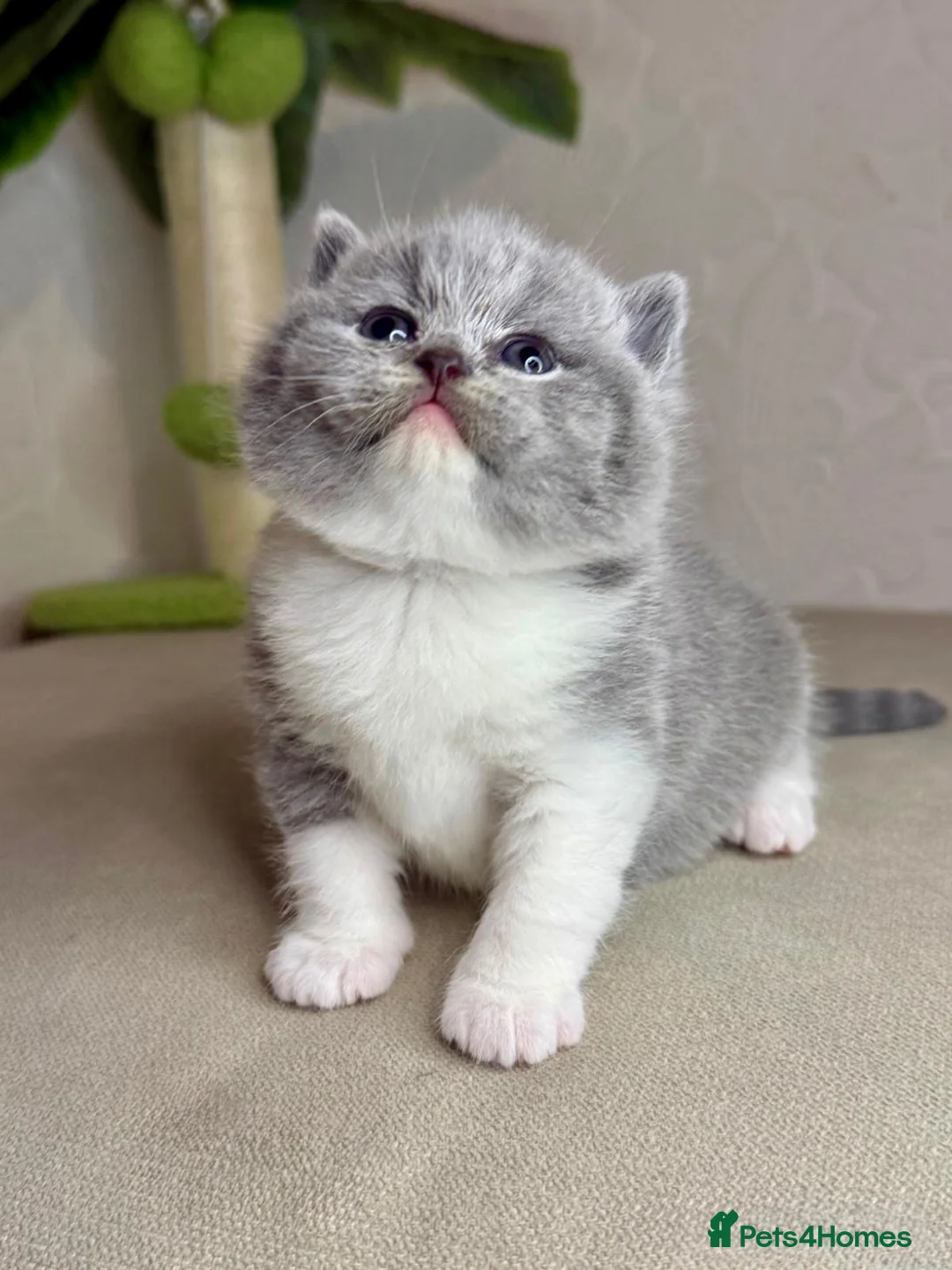 British Shorthair cats for stud: GCCF Non-active Champion bloodline Blue BICOLOR 💙 - Advert 2
