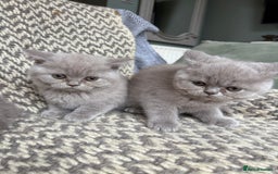 British Shorthair cats for sale: 4 British shorthair kittens ready now  - Image 9