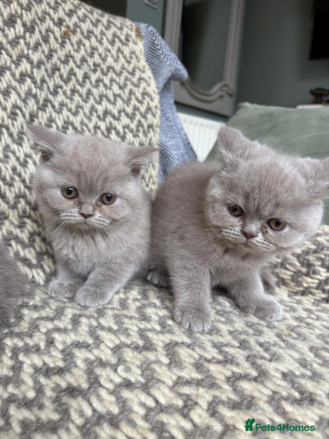 British Shorthair cats for sale: 4 British shorthair kittens ready now  - Image 9