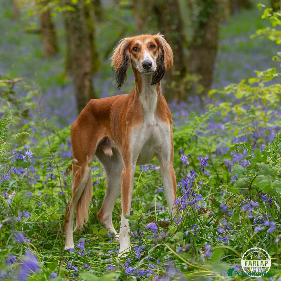 Saluki dogs for sale: Kc male saluki  - Advert 2