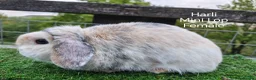 Mini Lop rabbits for sale: Various Adult Mini Lops  - Advert 3