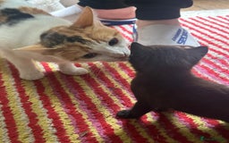 Domestic Shorthair cats for sale: Domestic short haired cat  - Image 12