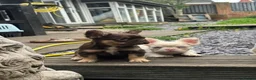 French Bulldog dogs for sale: Pink Fluffy Choc and Tan French Bulldog Puppies - Advert 13
